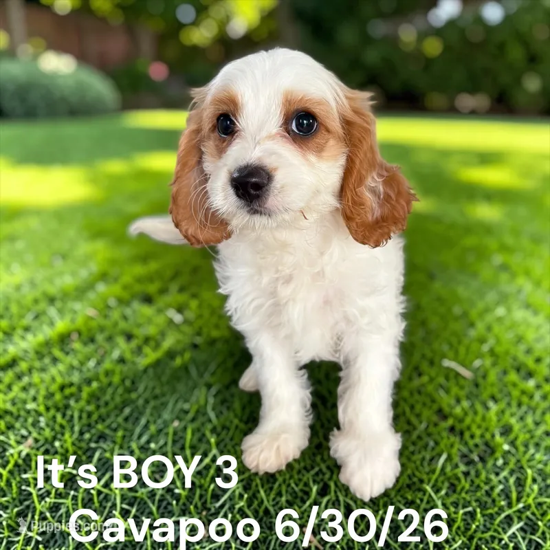 Ruby white boy 3 – Cavalier King Charles Spaniel, Poodle - Toy  puppy for sale in Montpelier, OH