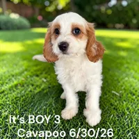 Ruby white boy 3, a male Cavapoo for sale in Montpelier, OH – 1 of 2