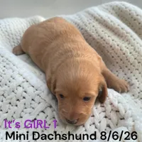 AKC GIRL 1 Long Hair, a female Miniature Dachshund for sale in Montpelier, OH – 1 of 2