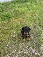 Girl 2, a female Doberman Pinscher for sale in Montpelier, OH – 2 of 2