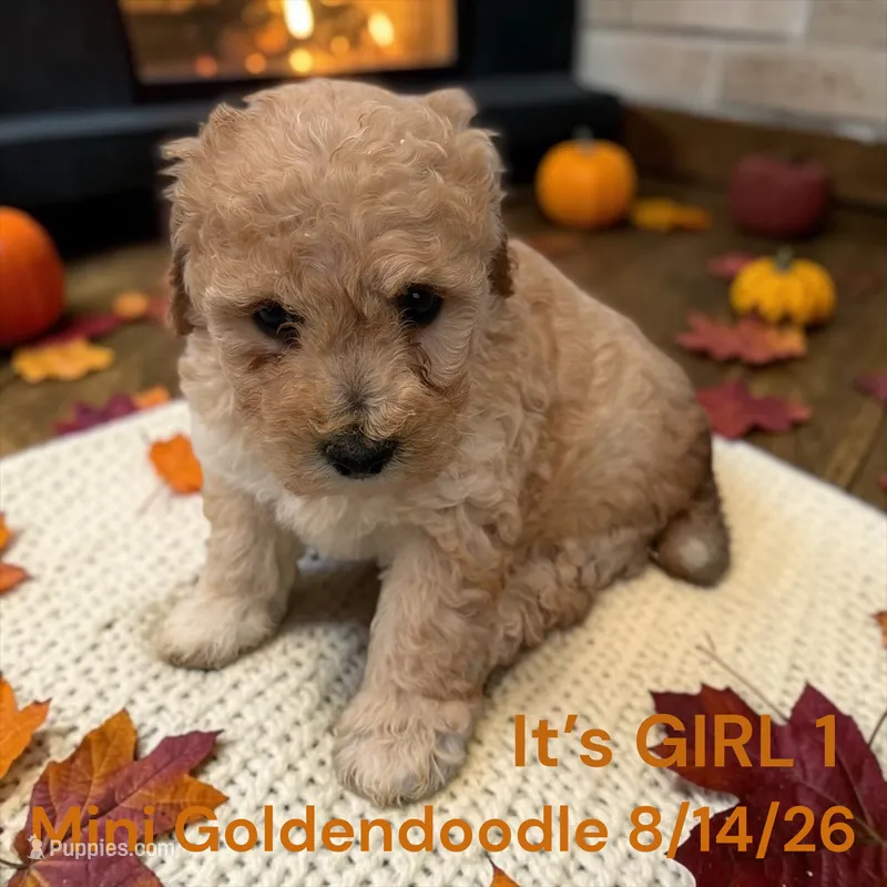 Girl 1 – Miniature Goldendoodle puppy for sale in Montpelier, OH