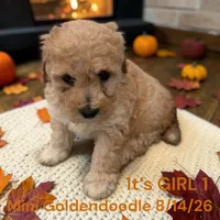Girl 1, a female Miniature Goldendoodle for sale in Montpelier, OH – 1 of 2