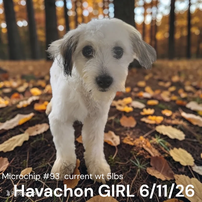 TiNY Girl  – Havachon puppy for sale in Montpelier, OH
