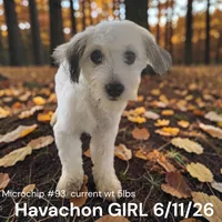 TiNY Girl , a female Havachon for sale in Montpelier, OH – 1 of 1