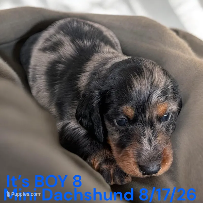 AKC Boy 8 Long Hair – Miniature Dachshund puppy for sale in Montpelier, OH