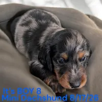 AKC Boy 8 Long Hair, a male Miniature Dachshund for sale in Montpelier, OH – 1 of 2