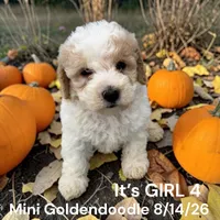 Girl 4, a female Miniature Goldendoodle for sale in Montpelier, OH – 2 of 2