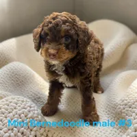 Miniature Boy 3, a male Bernedoodle for sale in Montpelier, OH – 2 of 4