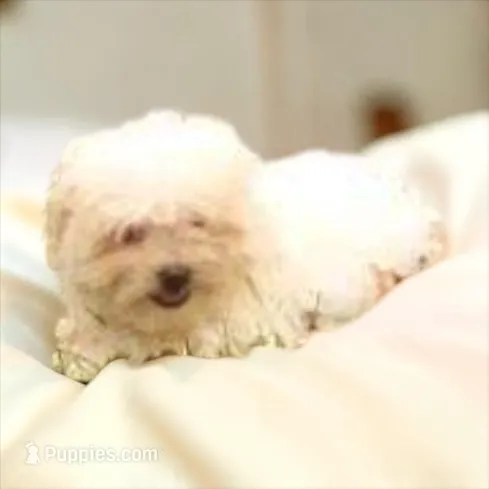 Girl – Shichon puppy for sale in Montpelier, OH