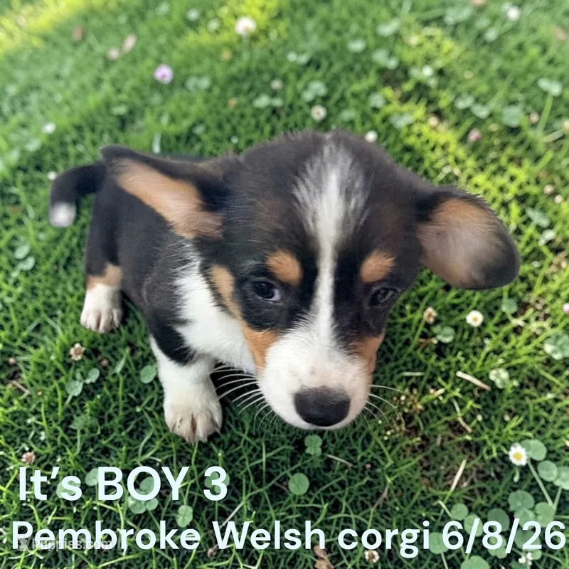 AKC Male 3 – Pembroke Welsh Corgi puppy for sale in Montpelier, OH