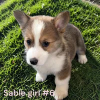 Girl 6, a female Pembroke Welsh Corgi for sale in Montpelier, OH – 2 of 2