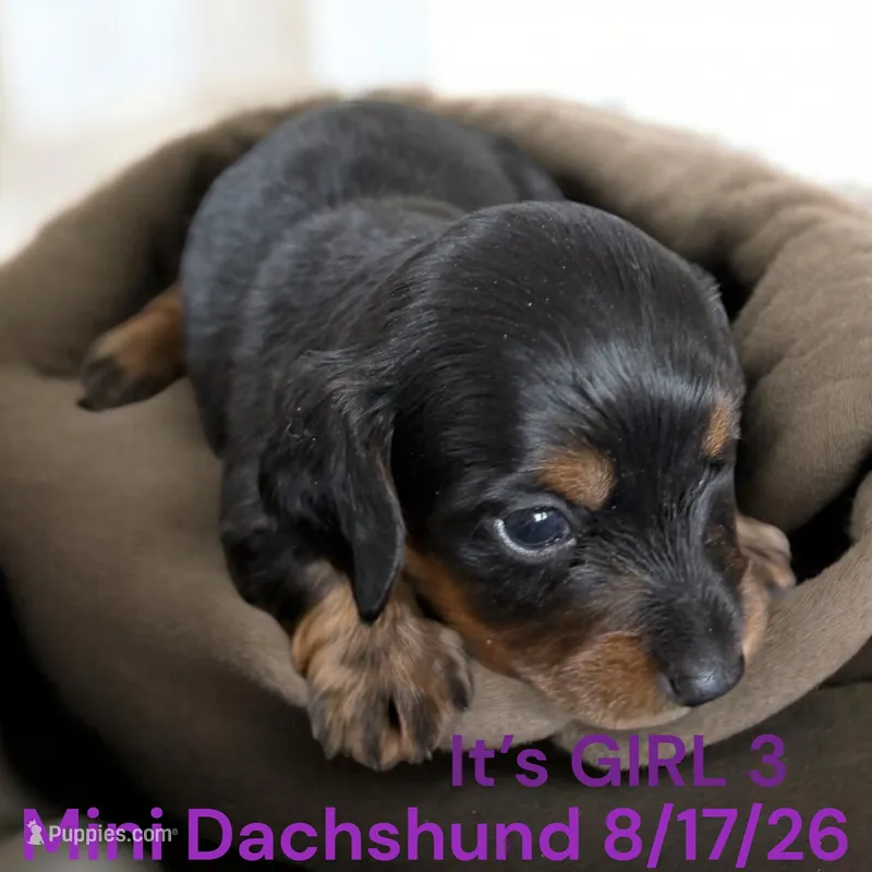 AKC Girl 3 Long hair – Miniature Dachshund puppy for sale in Montpelier, OH