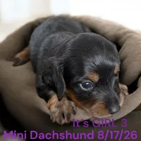 AKC Girl 3 Long hair, a female Miniature Dachshund for sale in Montpelier, OH – 1 of 2