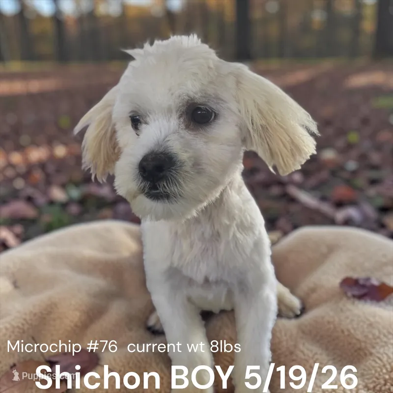 Boy – Shichon puppy for sale in Montpelier, OH