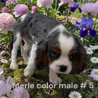 Merle #5, a male Cavalier King Charles Spaniel for sale in Montpelier, OH – 1 of 1