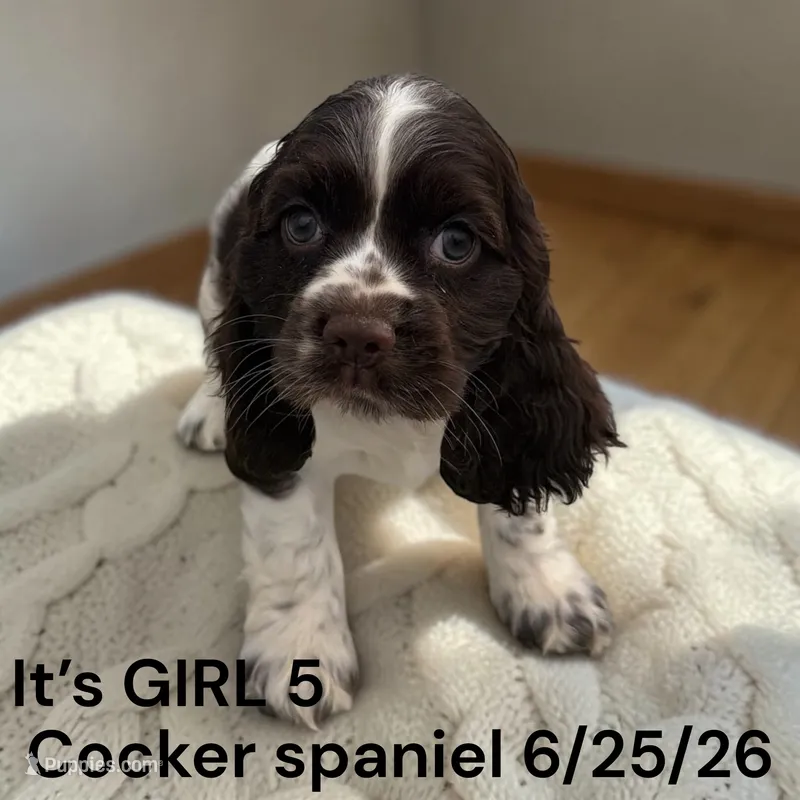 Chocolate Tri Girl 5  – Cocker Spaniel puppy for sale in Montpelier, OH