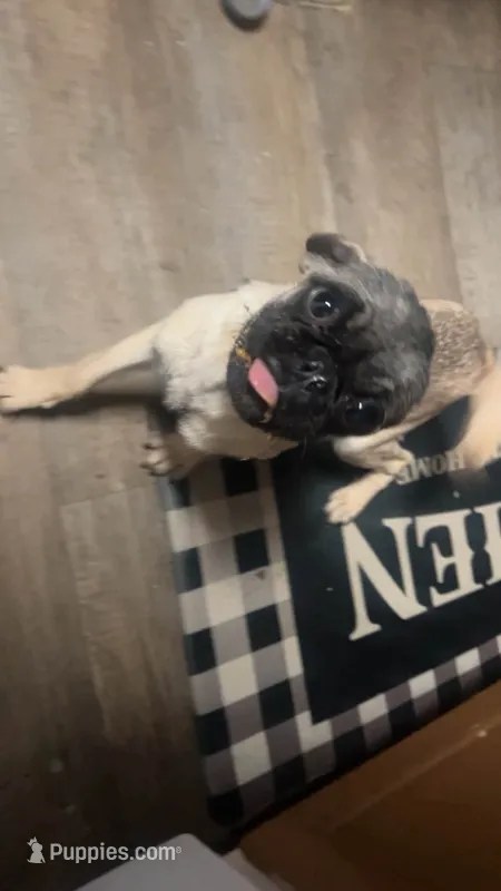 Winnie – Pug puppy for sale in Montpelier, OH