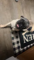 Winnie, a male Pug for sale in Montpelier, OH – 1 of 4