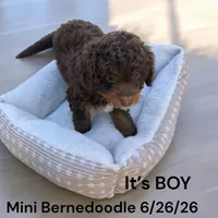 BOY, a male Miniature Bernedoodle for sale in Montpelier, OH – 2 of 2