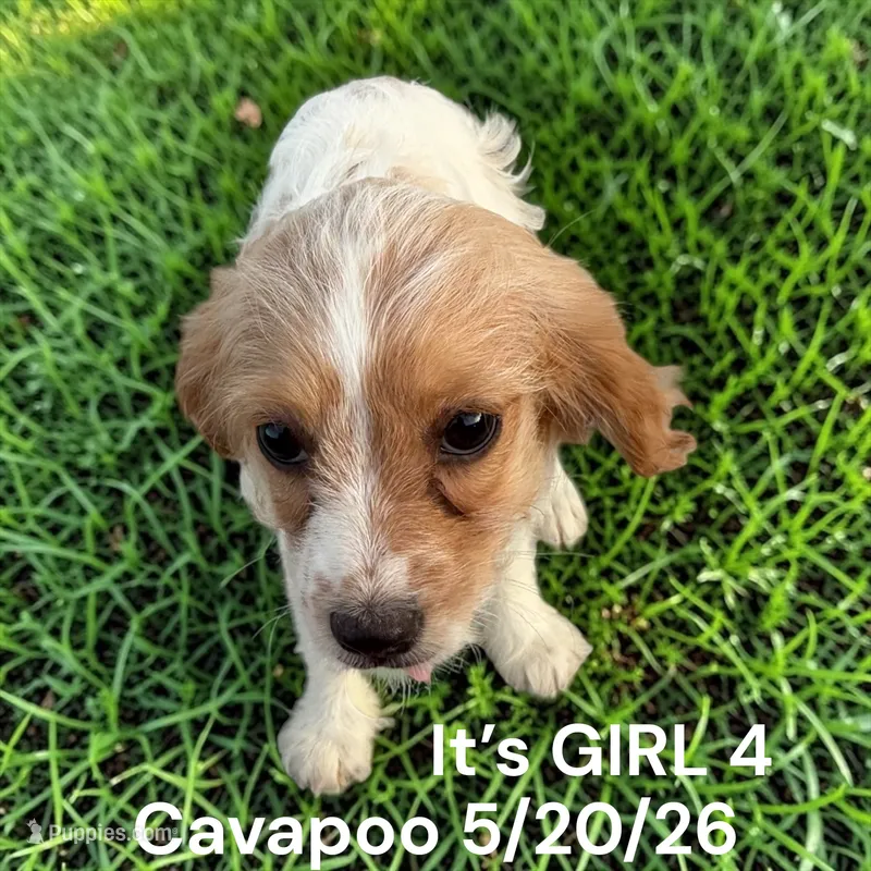 Girl 4 – Cavapoo puppy for sale in Montpelier, OH