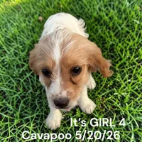 Girl 4, a female Cavapoo for sale in Montpelier, OH – 1 of 2