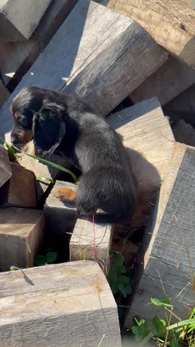 Black/tan LH, a male Miniature Dachshund for sale in Montpelier, OH – 3 of 3