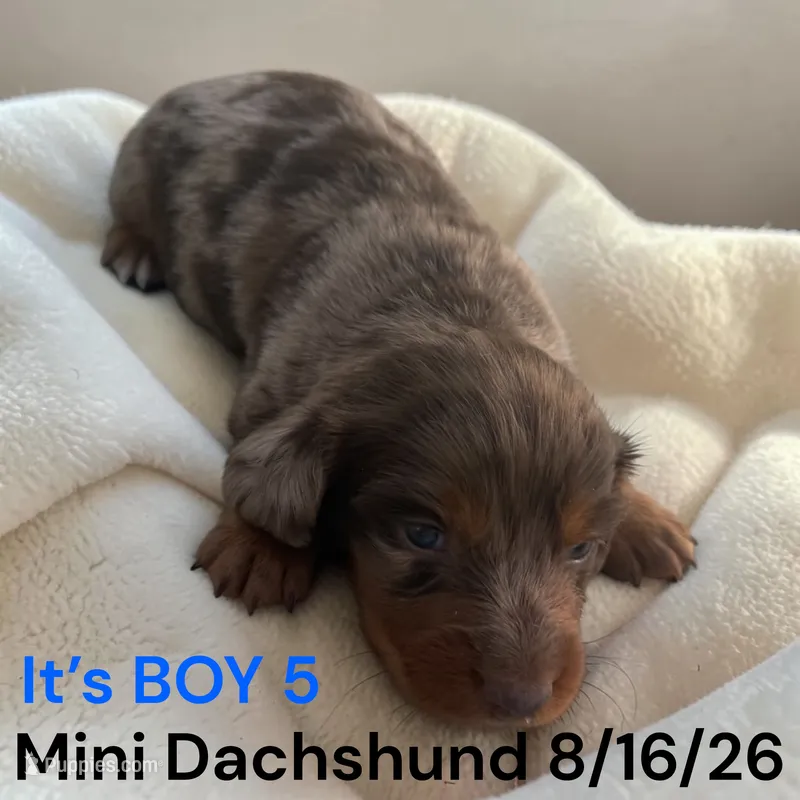 AKC boy 5 Long Hair – Miniature Dachshund puppy for sale in Montpelier, OH