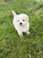 Girl 3, a female Maltipoo for sale in Montpelier, OH – 2 of 3