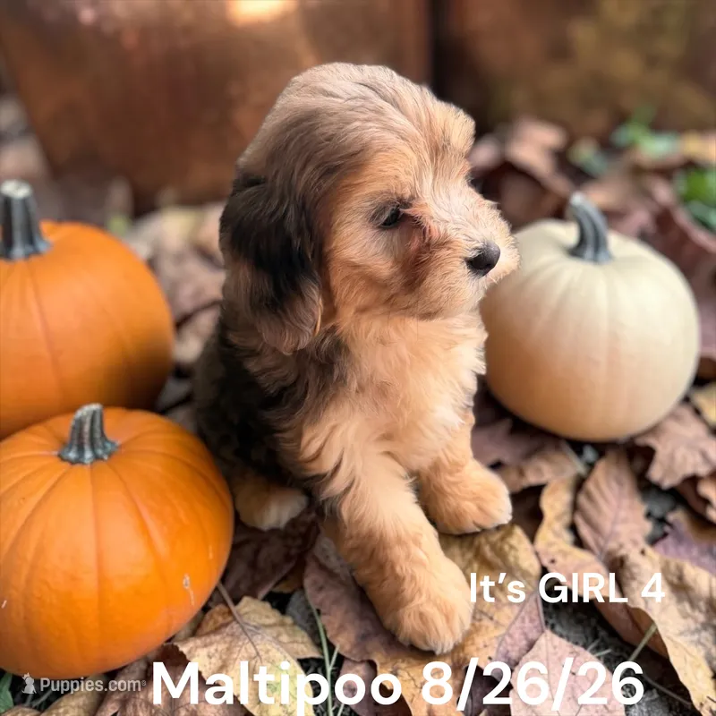 Darker Merle  – Maltipoo puppy for sale in Montpelier, OH