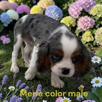 Merle, a male Cavalier King Charles Spaniel for sale in Montpelier, OH – 1 of 2
