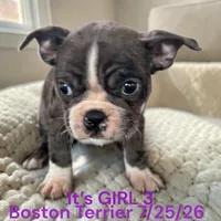 Girl 3, a female Boston Terrier for sale in Montpelier, OH – 2 of 2