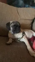 Winnie, a male Pug for sale in Montpelier, OH – 2 of 4