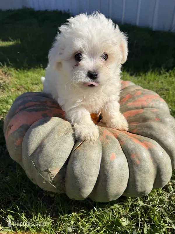 Girl 3 – Maltipoo puppy for sale in Montpelier, OH