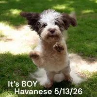 Boy, a male Havanese for sale in Montpelier, OH – 1 of 2