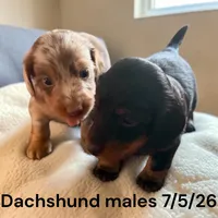 Black/Tan Male, a male Miniature Dachshund for sale in Montpelier, OH – 2 of 3
