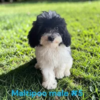 Male 5, a male Maltipoo for sale in Montpelier, OH – 2 of 2