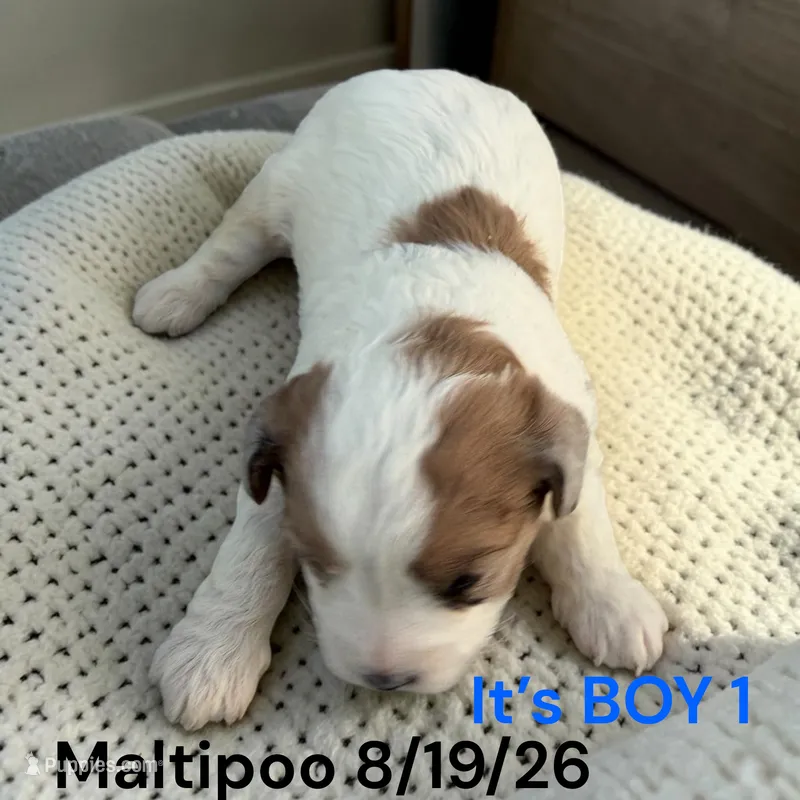 Boy 1 – Maltese, Poodle - Toy  puppy for sale in Montpelier, OH