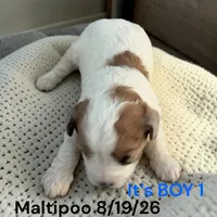 Boy 1, a male Maltese and Poodle - Toy  for sale in Montpelier, OH – 1 of 2