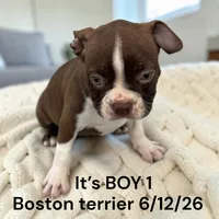 Red/white Male 1, a male Boston Terrier for sale in Montpelier, OH – 2 of 2