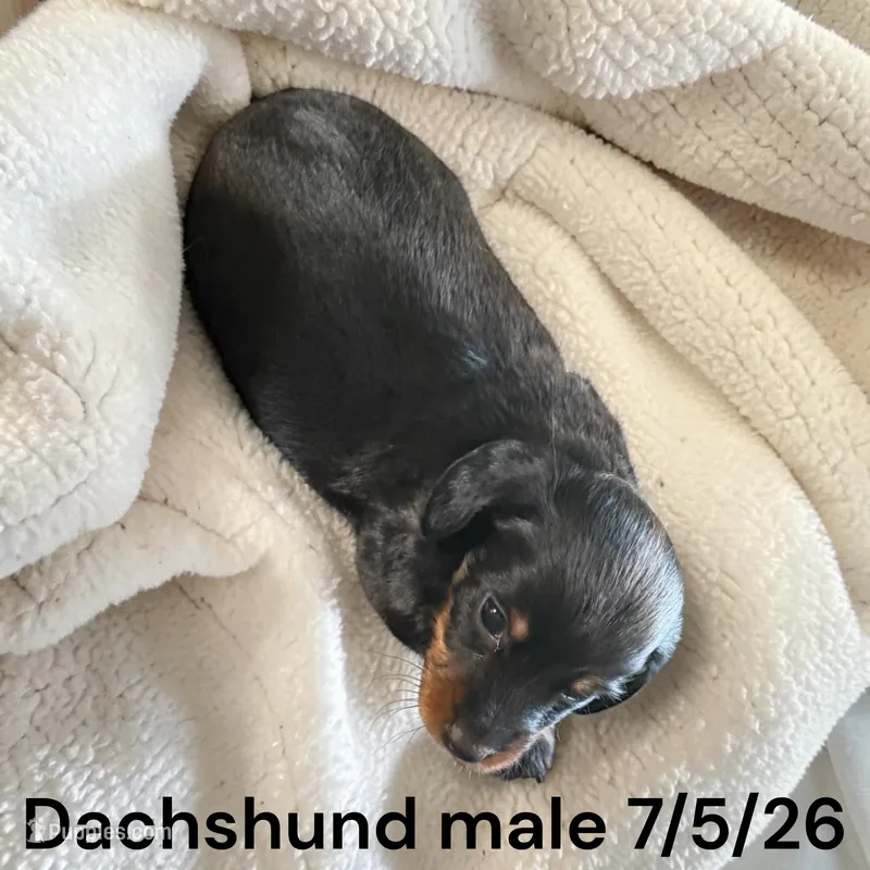 Black/Tan Male – Miniature Dachshund puppy for sale in Montpelier, OH