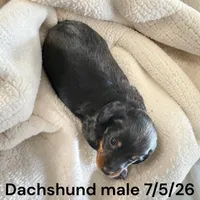 Black/Tan Male, a male Miniature Dachshund for sale in Montpelier, OH – 1 of 3