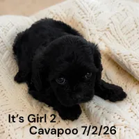 Black girl 2, a female Cavapoo for sale in Montpelier, OH – 2 of 2
