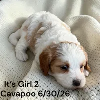 Ruby white girl 2, a female Cavapoo for sale in Montpelier, OH – 2 of 2