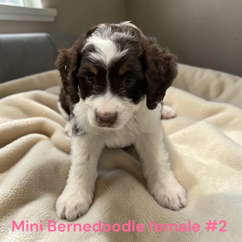 Miniature Girl 2 – Bernedoodle puppy for sale in Montpelier, OH