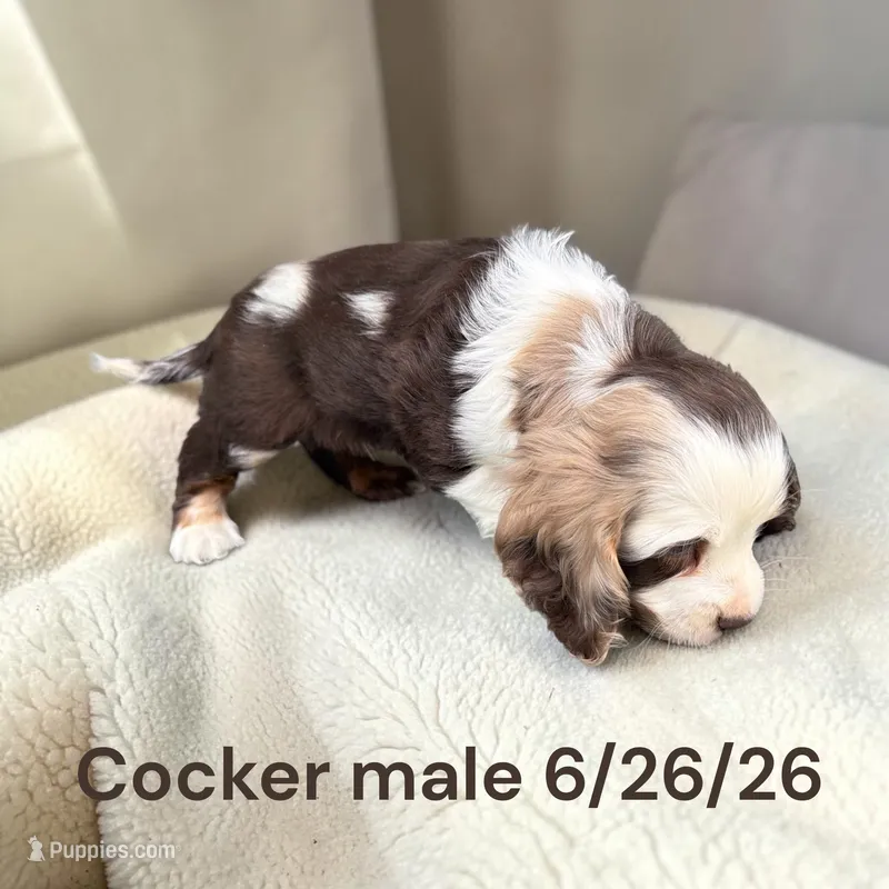 Chocolate tricolor – Cocker Spaniel puppy for sale in Montpelier, OH