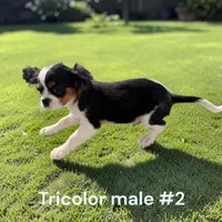 Tricolor, a male Cavalier King Charles Spaniel for sale in Montpelier, OH – 2 of 3