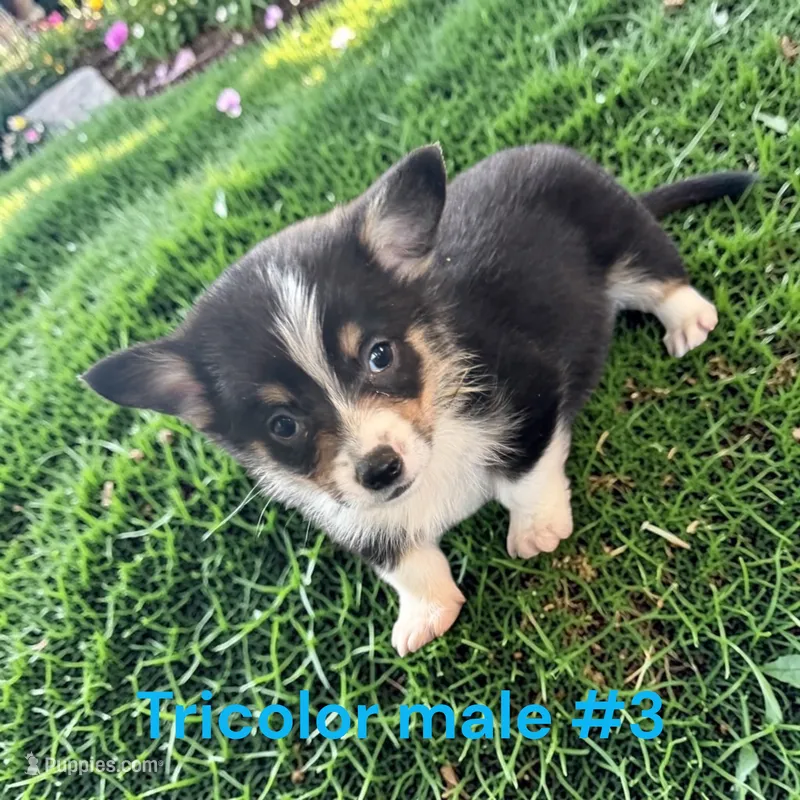 Male 3 – Pembroke Welsh Corgi puppy for sale in Montpelier, OH