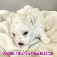 AKC Girl 1, a female Bichon Frise for sale in Montpelier, OH – 1 of 2