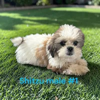 Male 1, a male Shih Tzu for sale in Montpelier, OH – 2 of 2