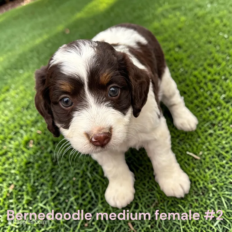 Miniature Girl 2 – Bernedoodle puppy for sale in Montpelier, OH